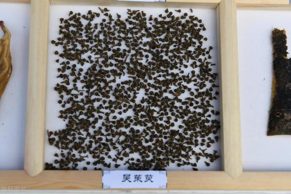 食後作嘔的常用方-吳茱萸湯 食後作嘔的常用方-吳茱萸湯