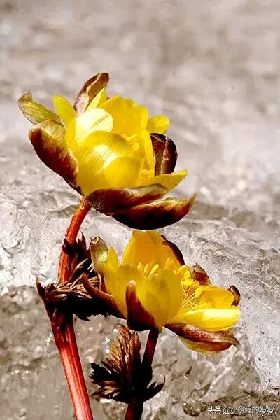 分享圖片-冰凌花