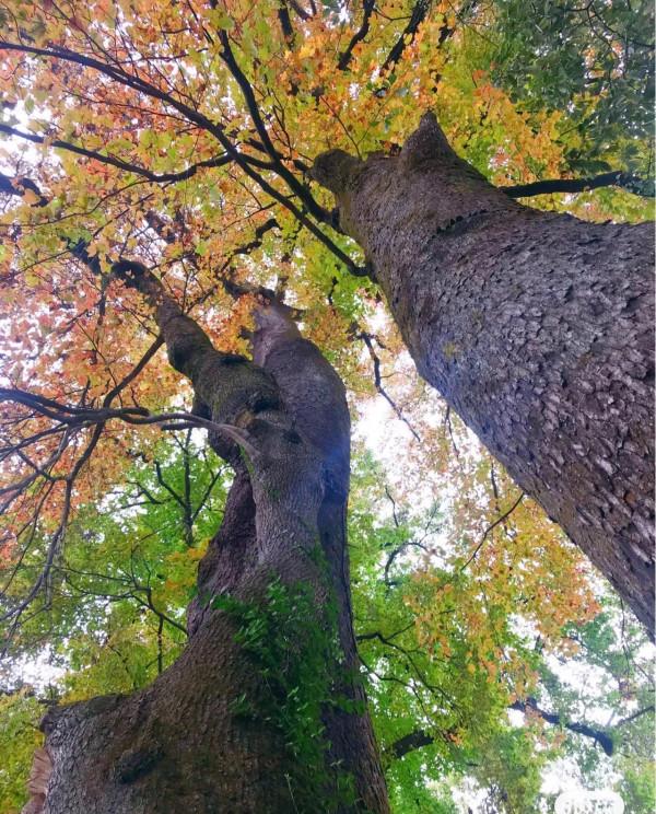 週末自駕，帶小朋友領略“霜葉紅於二月花”，1h可到的世外桃源
