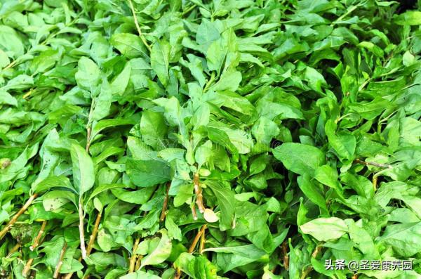 吃&OpenCurlyDoubleQuote;春季第一芽&rdquo;，養肝明目還清熱