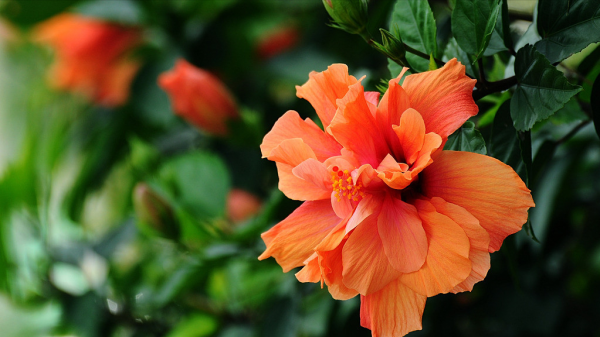 扶桑花如何澆水施肥？