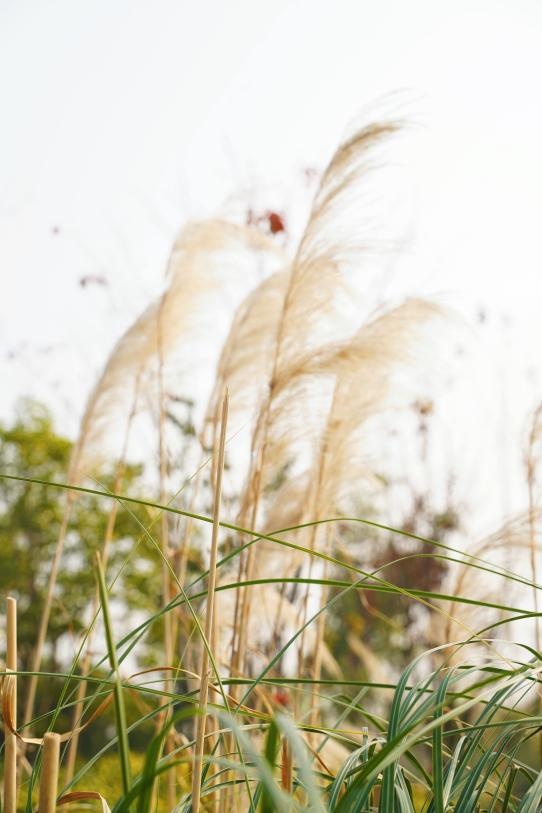 一起到趙巷的公園裡偷得浮生半日閒吧