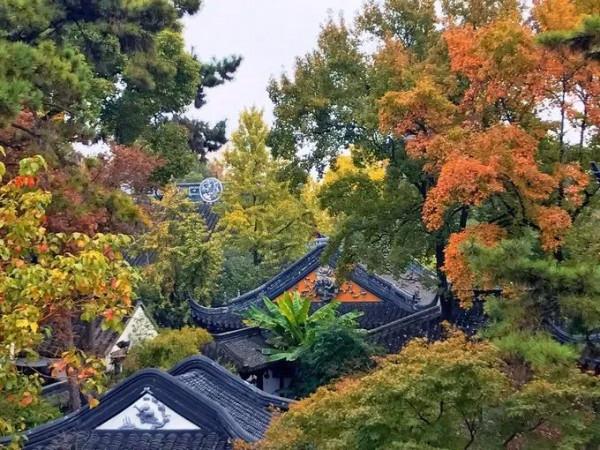 千萬別與秋天的姑蘇比美!楓葉漫山,銀杏紛飛,一步一景美成了詩 千萬別與秋天的姑蘇比美!楓葉漫山,銀杏紛飛,一步一景美成了詩