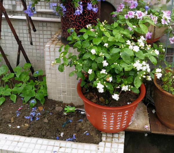 能“泡茶”的三種花，花開之後，摘點葉子就能喝！很實用