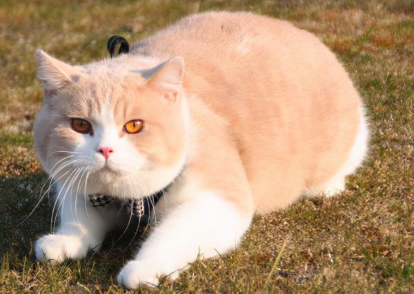 品種溯源識別系列之:英國短毛貓 品種溯源識別系列之:英國短毛貓