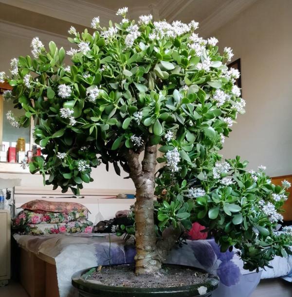 這10款多肉耐陰能力強，在室內陽臺上照樣長得漂亮，養起來真省心