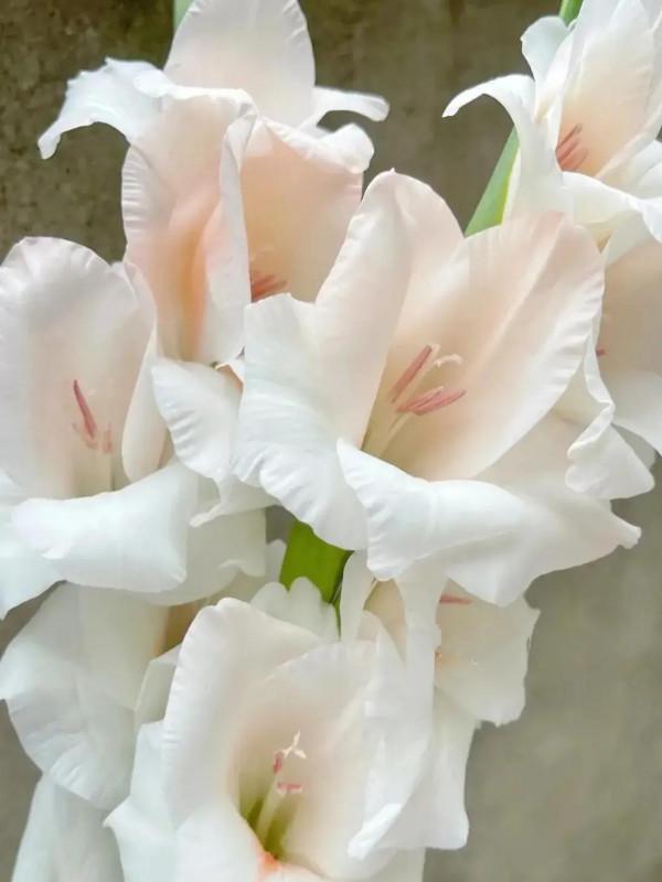 有福同享,有肉你長 有福同享,有肉你長