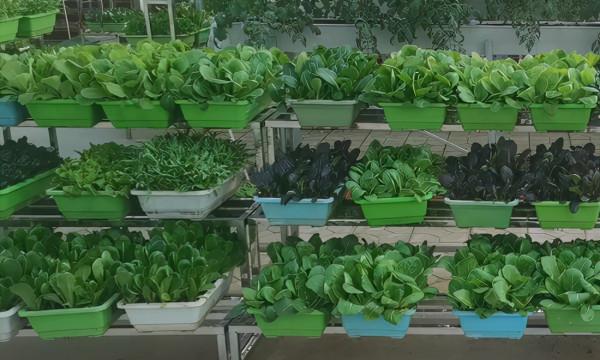 陽臺種植蔬菜，農戶掌握4點，長勢快，方法很簡單