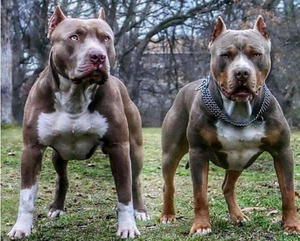 被惡狗攻擊怎麼辦?注意兩點,不要“站著不動”和“轉身就跑” 被惡狗攻擊怎麼辦?注意兩點,不要“站著不動”和“轉身就跑”