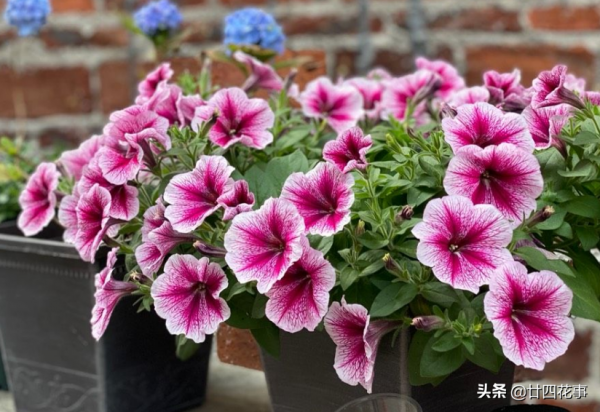 春節3種&OpenCurlyDoubleQuote;廢料&rdquo;，都是養花&OpenCurlyDoubleQuote;寶貝&rdquo;，透氣疏水強，補肥效果好