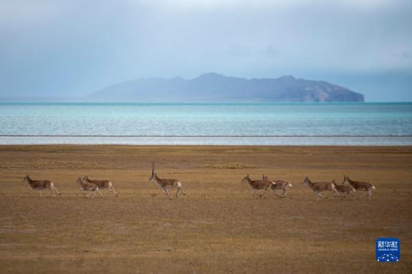羌塘：野生動物的樂園