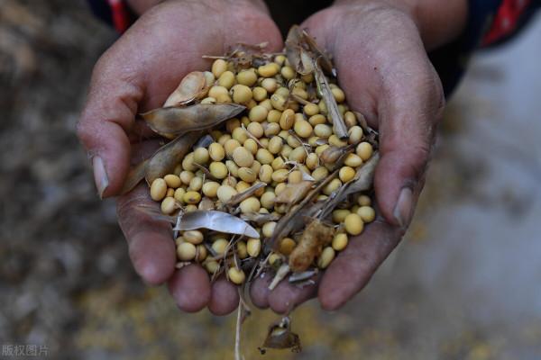 玉米大勢已去,低價進口大豆再來拍賣,玉米大豆將何去何從? 玉米大勢已去,低價進口大豆再來拍賣,玉米大豆將何去何從?