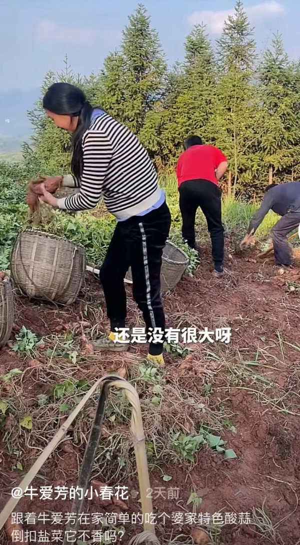 打臉?網紅牛愛芳直播首秀,人氣破30萬超一線明星,曾稱不會帶貨 打臉?網紅牛愛芳直播首秀,人氣破30萬超一線明星,曾稱不會帶貨