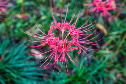 彼岸花開!千年古鎮的夏末一壟香 彼岸花開!千年古鎮的夏末一壟香