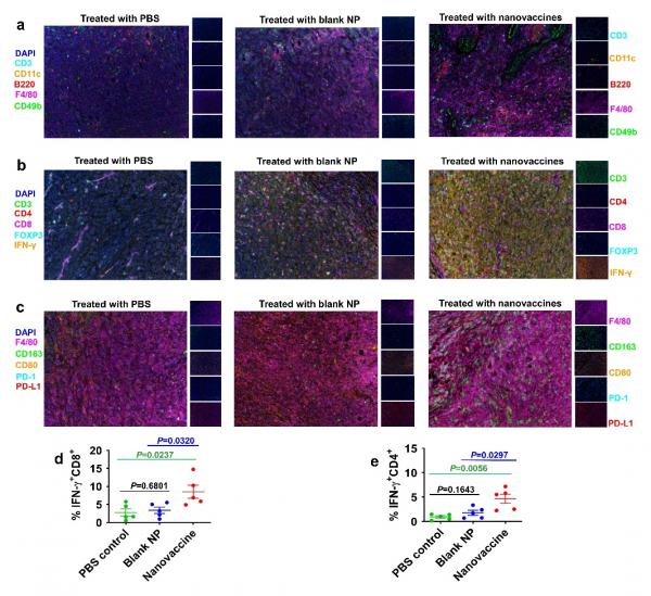 「Advanced Materials」將癌細胞或腫瘤組織全細胞組分重組成奈米疫苗可有效預防和治療多種癌症