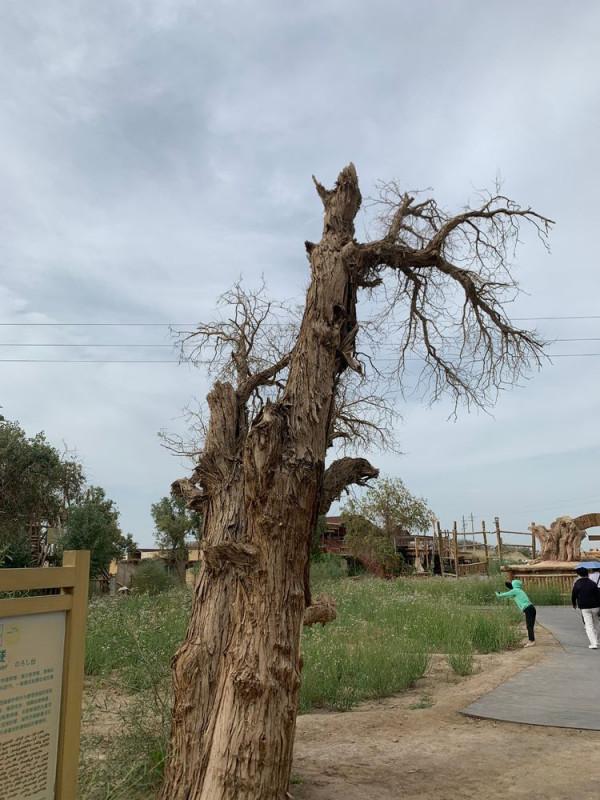大美新疆（十）羅布人村