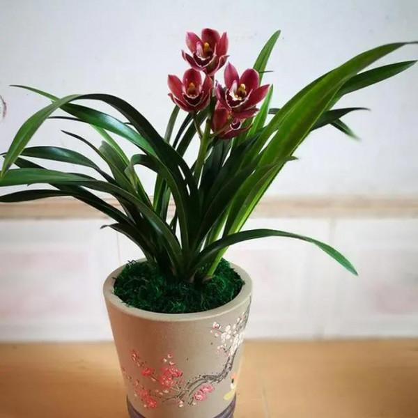 分享圖片：大紅精品蘭花66款