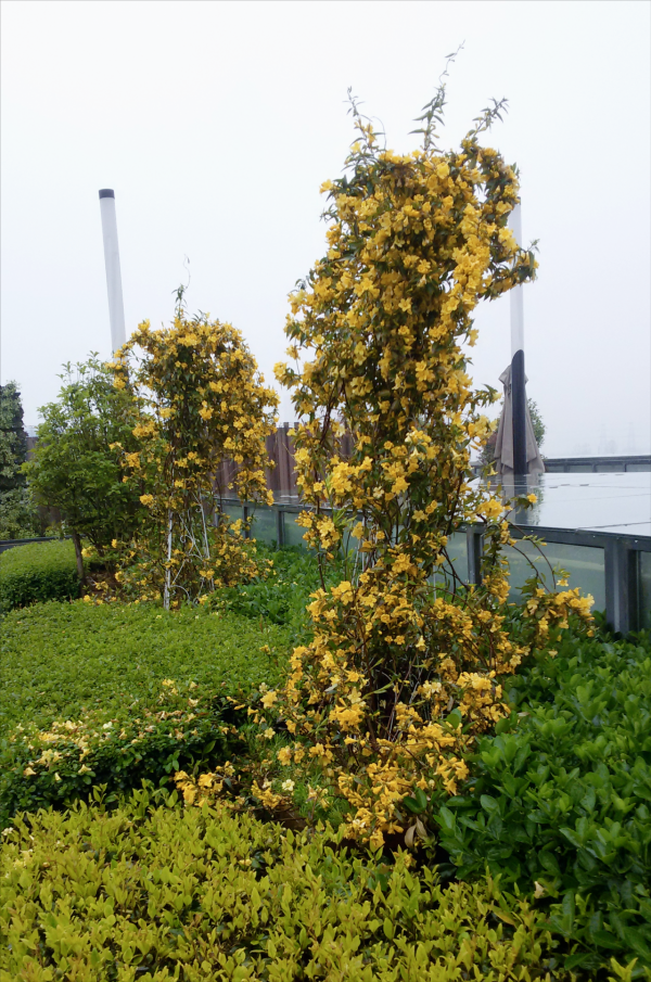 花香如香水，花期大半年，唯一能在冬天室外開的茉莉，你見過嗎？