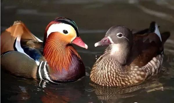 鴛鴦鳥精美圖片