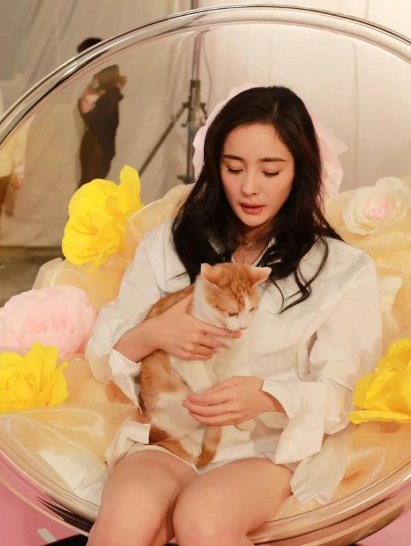 楊冪與貓咪