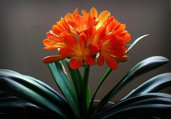 腐葉土，養花“好搭檔”！學會自制松葉土，養啥旺啥