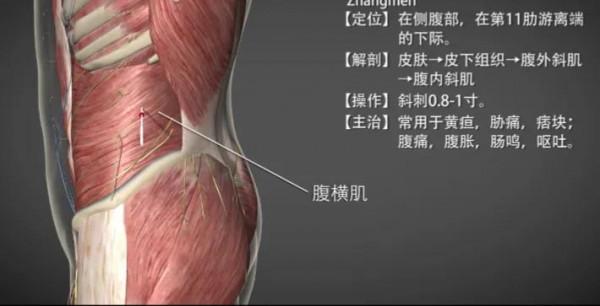 章門穴簡介 章門穴簡介