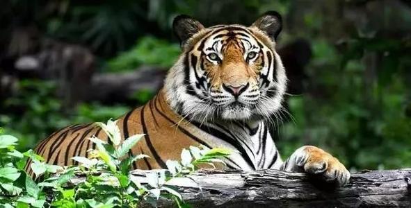 如果你在野外遇到老虎，那怎麼分辨老虎的公和母呢？