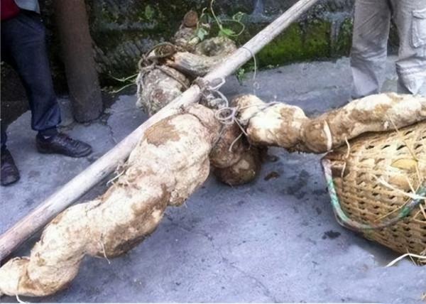 2019年，四川農民挖出250斤重的“樹根”，不久後賣出100萬元高價