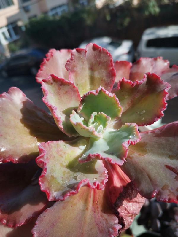 為什麼我們那麼喜歡多肉 為什麼我們那麼喜歡多肉