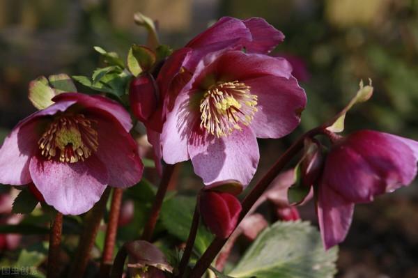 庭院耐寒“5寶”，不想冬天院子裡光禿禿，就種它們