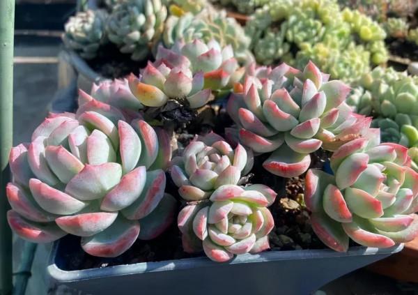 一年一度曬秋時,一年一度曬肉時 一年一度曬秋時,一年一度曬肉時