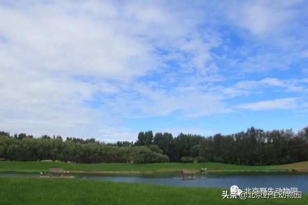 絕美的秋色，動物朋友們都陶醉了