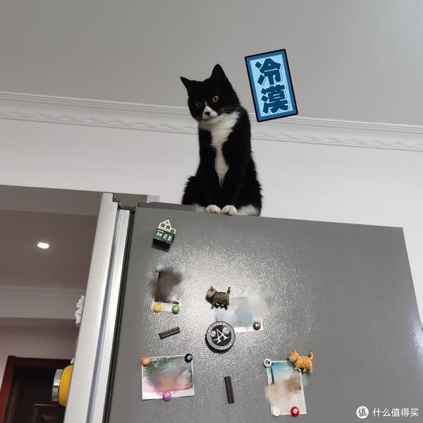 養三隻貓是一種怎樣的體驗？過來人的養貓（勸退）指南