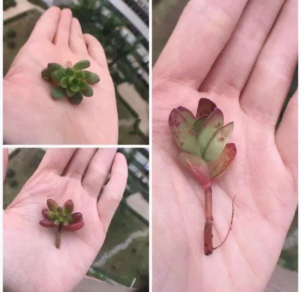 平時的“貴貨花”，路邊扔了一卡車，趕緊撿回家