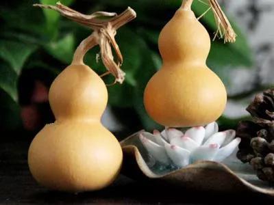 藍葫蘆、綠葫蘆你要哪個呢？