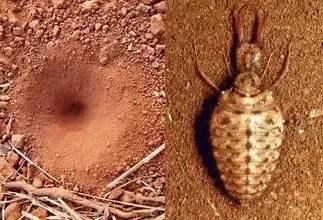 中國常見動植物(動物篇四)