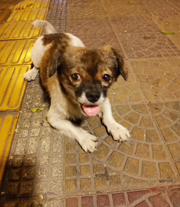 我家有條流浪狗