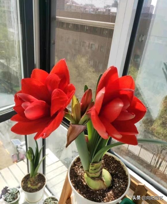 100塊一棵的“洋蔥球”，有錢買不到，一年開1次，花瓣巨漂亮