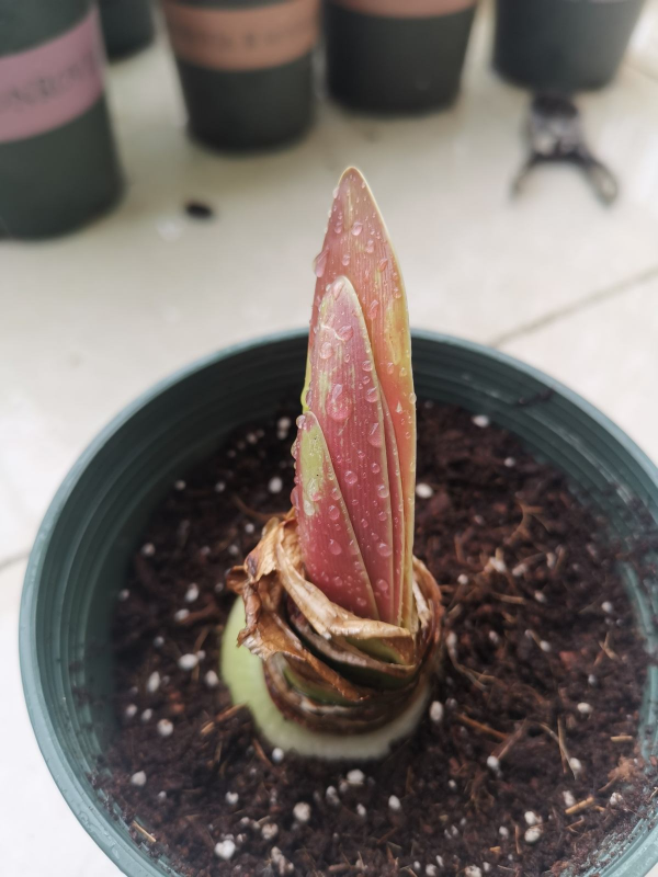 全網都在種的“阿弗雷”,單朵花比臉大,一開花就預示著“吉祥” 全網都在種的“阿弗雷”,單朵花比臉大,一開花就預示著“吉祥”