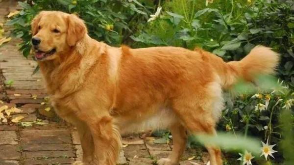 中藥知多少？&mdash;&mdash;狗脊