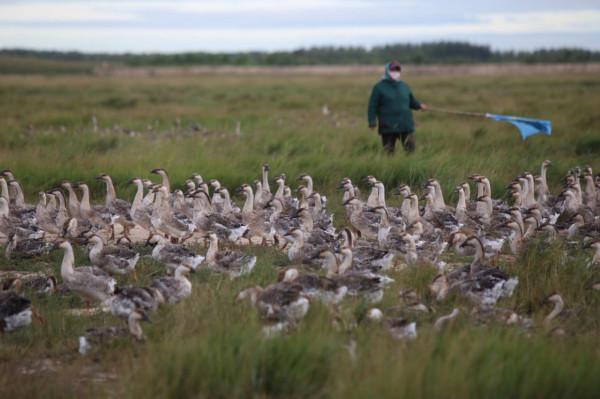 小夥放棄學業回鄉創業,水上養雁、水下養魚,年銷售額達1500萬元 小夥放棄學業回鄉創業,水上養雁、水下養魚,年銷售額達1500萬元