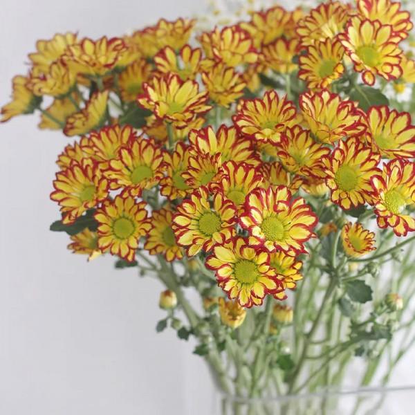 最推薦你買的花——小菊