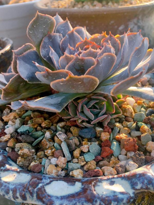 落日餘暉映照下的多肉