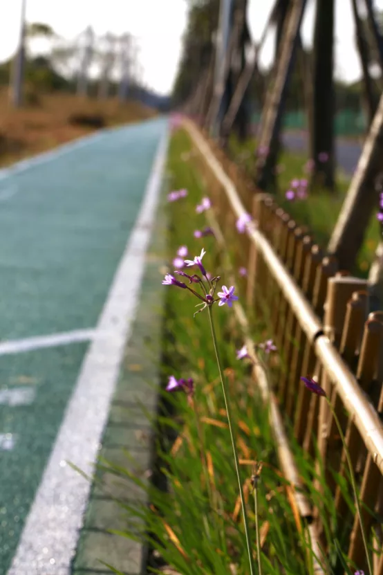 聯莊村：一個＂整＂出來的野趣盎然江南水鄉