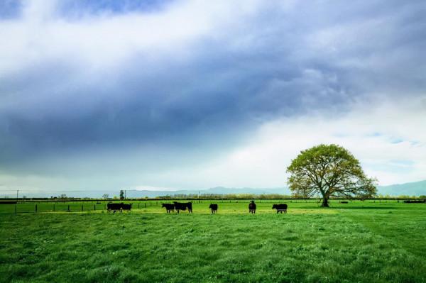 人性是什麼？王陽明說過，意之本體便是知，意之所在便是物