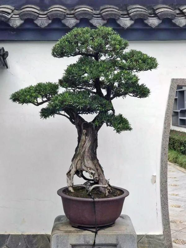 7種“轉運花”，家裡養一盆，漂亮又吉利，還有好運氣