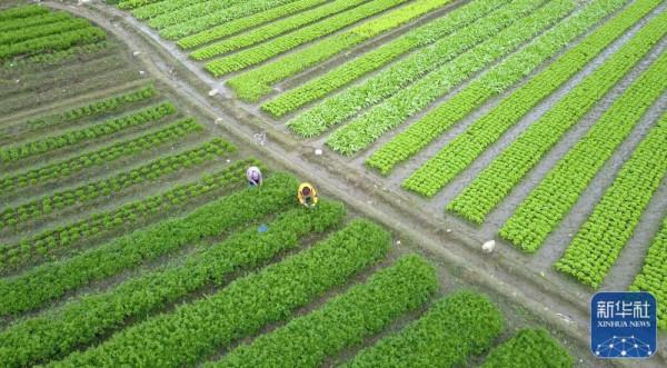 “小雪”農事忙