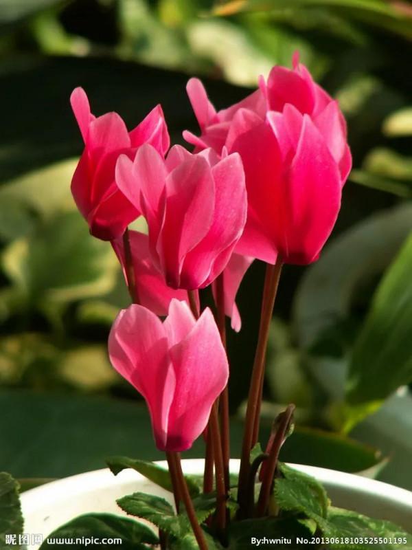 每個人的星座不同,適合養的花也不同 每個人的星座不同,適合養的花也不同