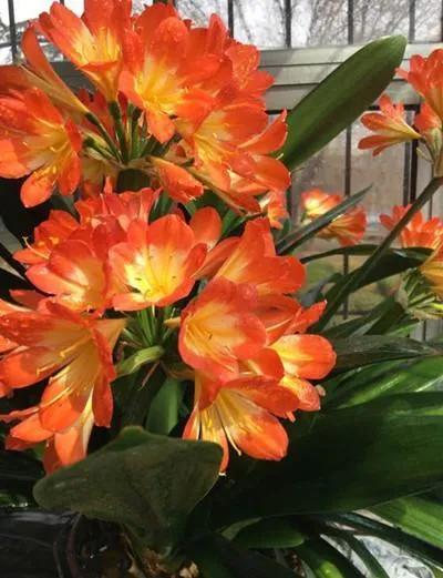 分享圖片：醉美君子蘭