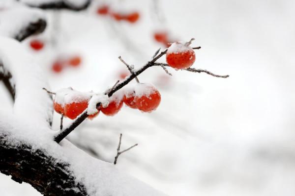 人間已冬，品一味歲月裡的清歡